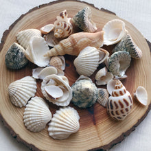 Load image into Gallery viewer, Seashells - 550grams - SECONDS
