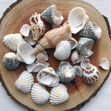 Load image into Gallery viewer, Seashells - 550grams - SECONDS