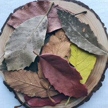 Load image into Gallery viewer, Autumn Leaves - 10 Pieces