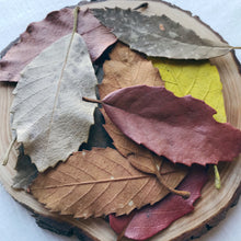 Load image into Gallery viewer, Autumn Leaves - 10 Pieces