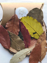 Load image into Gallery viewer, Autumn Leaves - 10 Pieces