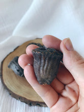 Load image into Gallery viewer, Gumnuts - 10 Pieces