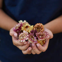 Load image into Gallery viewer, Gus + Mabel - Delightful Dried Flowers Pretty Paper Daisies Medium
