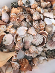Seashells - 550grams  - SECONDS