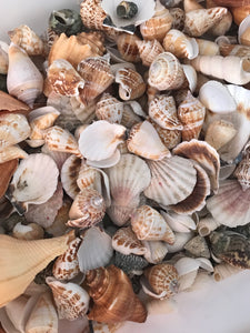 Seashells - 70gms