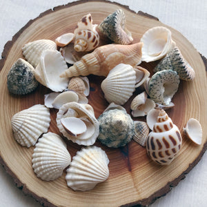Seashells - 70gms