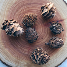 Load image into Gallery viewer, Mini Pinecones - Set of Seven
